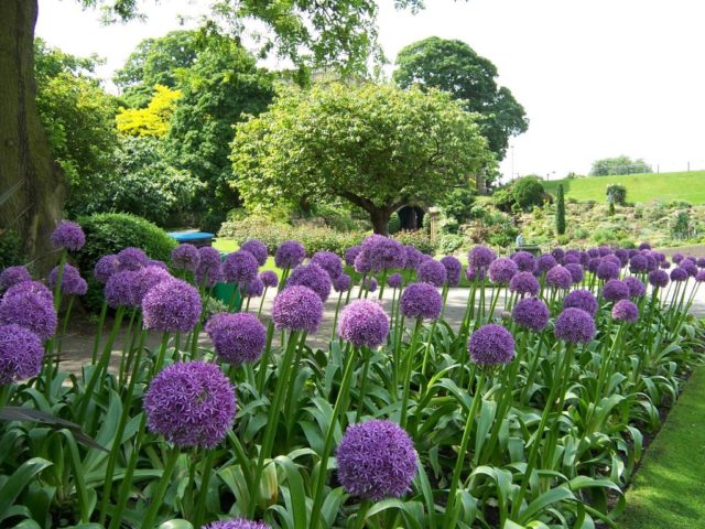 Pflanzung und Pflege von Allium