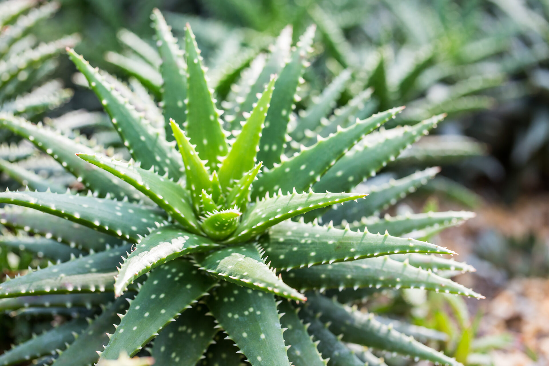 Aloe: Zimmerpflanze – Nutzen und Schaden