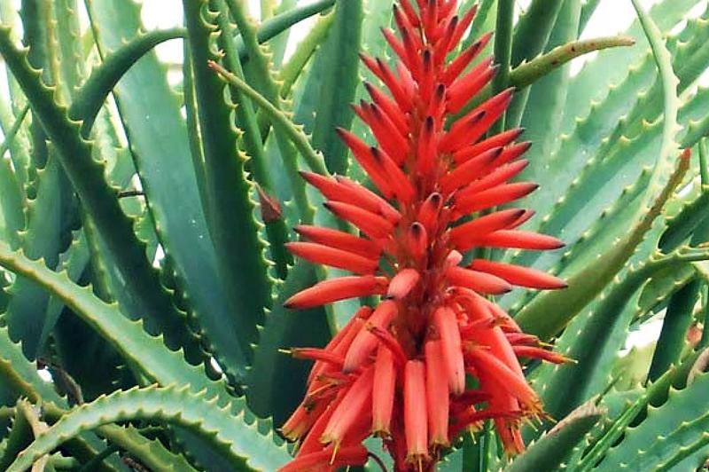 Aloe-Vermehrung zu Hause