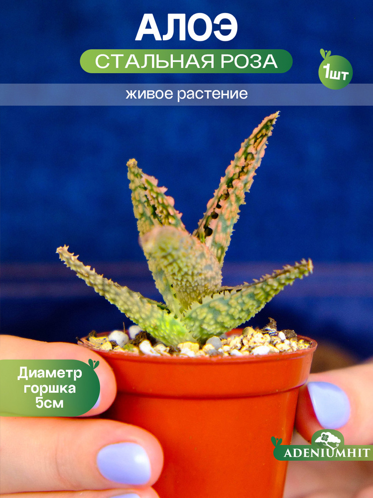 Wie pflegt man einen Aloe-Mix?