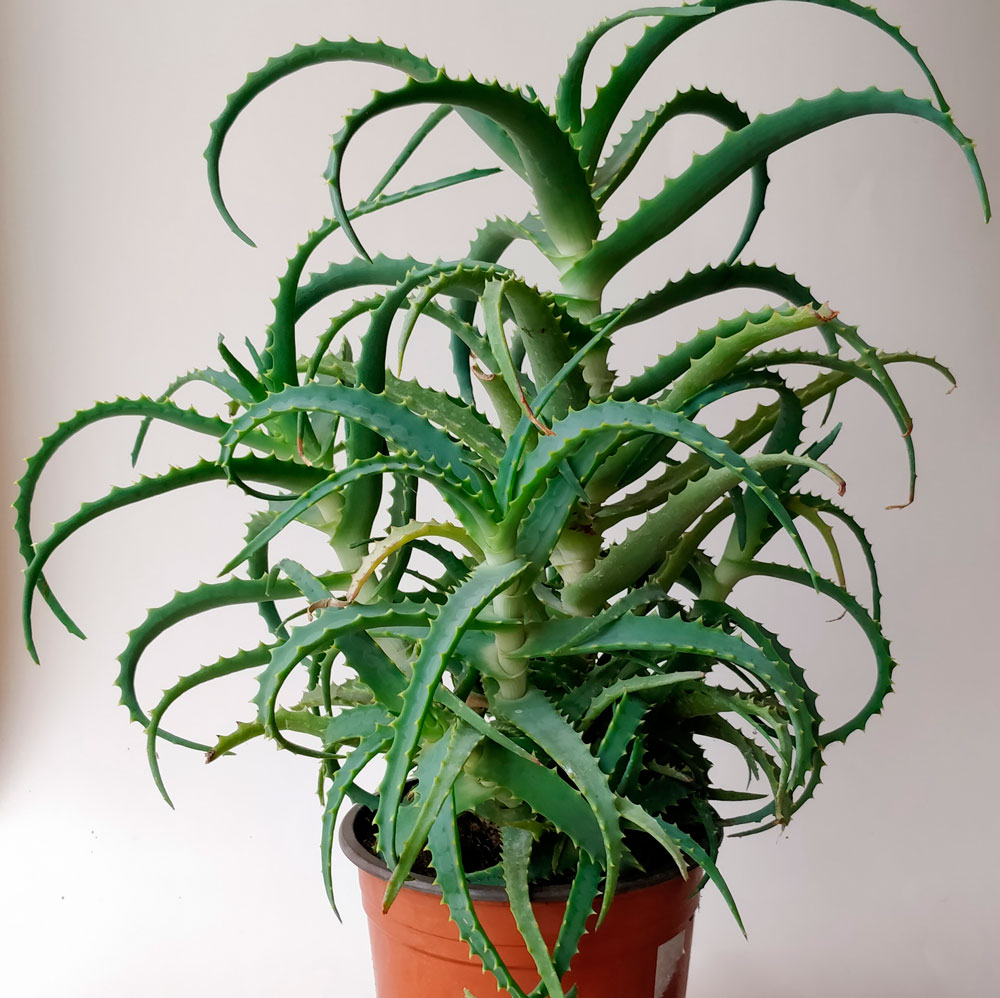 Aloe – Pflanzen und Pflege zu Hause