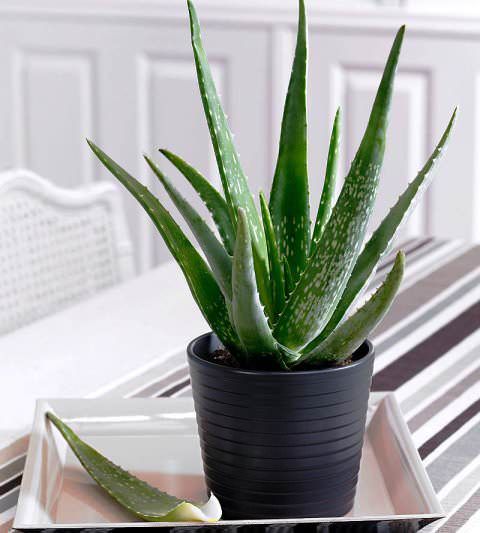 Einpflanzen von Aloe in einen Topf