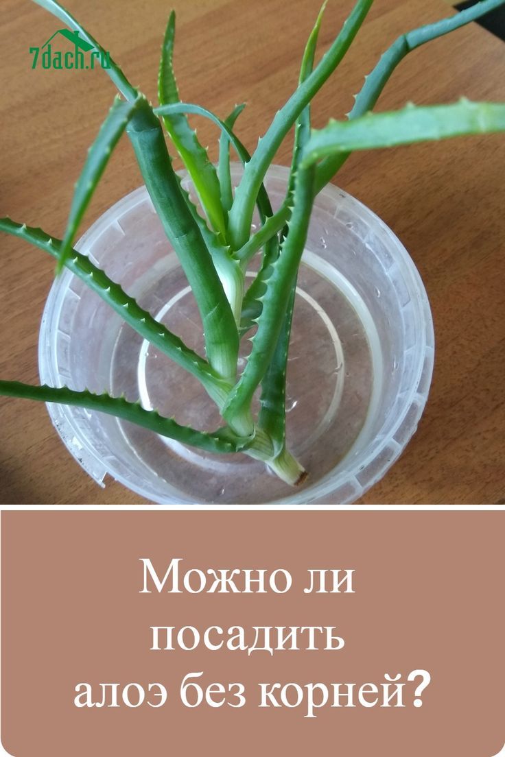 Aloe ohne Wurzeln einpflanzen