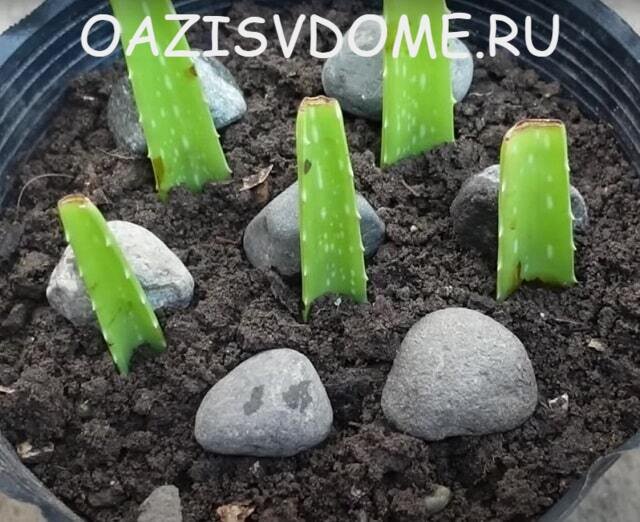Vermehrung von Aloe durch Blattstecklinge