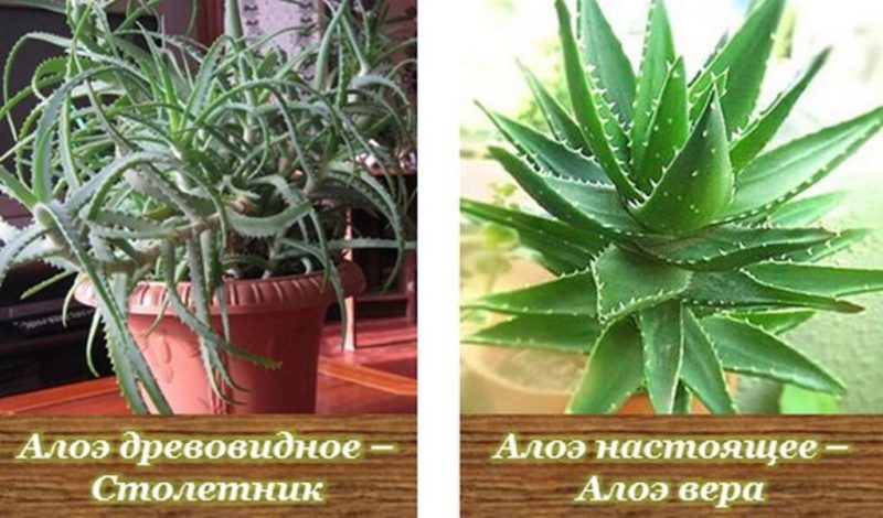 Aloe Vera und Stoletnik: Unterschiede