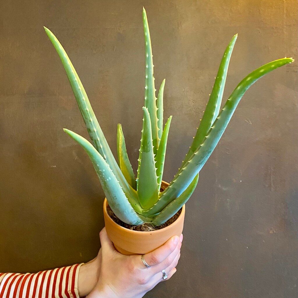 Aloe Vera Anbau zu Hause