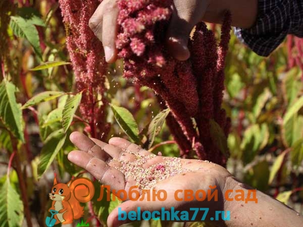 Amaranth aus Samen anbauen – wann pflanzen?
