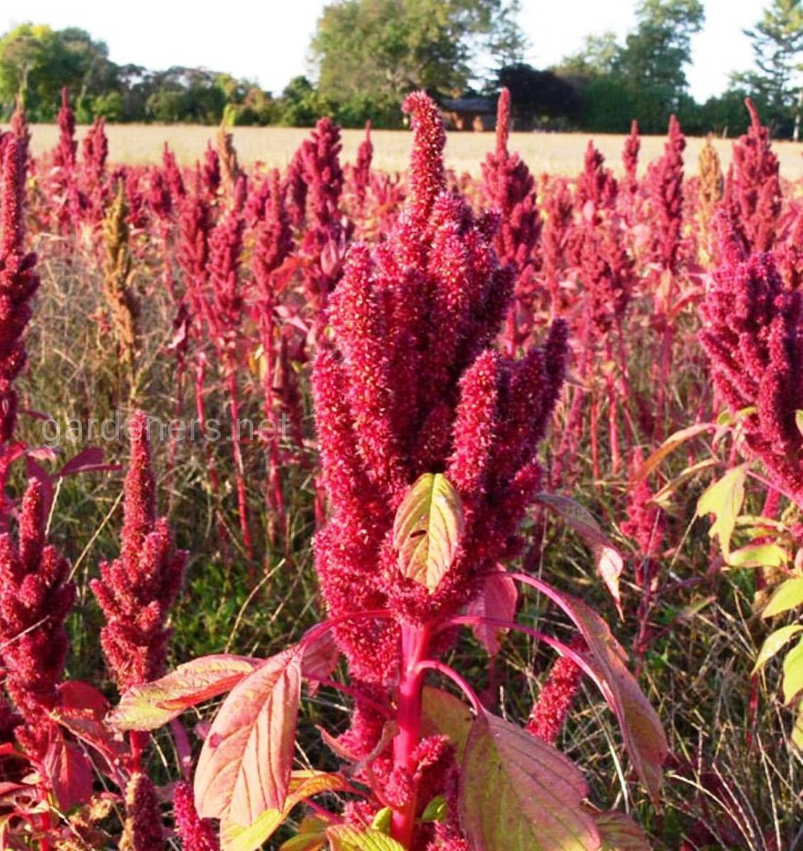 Wie wird die Amaranth-Pflanze angebaut?
