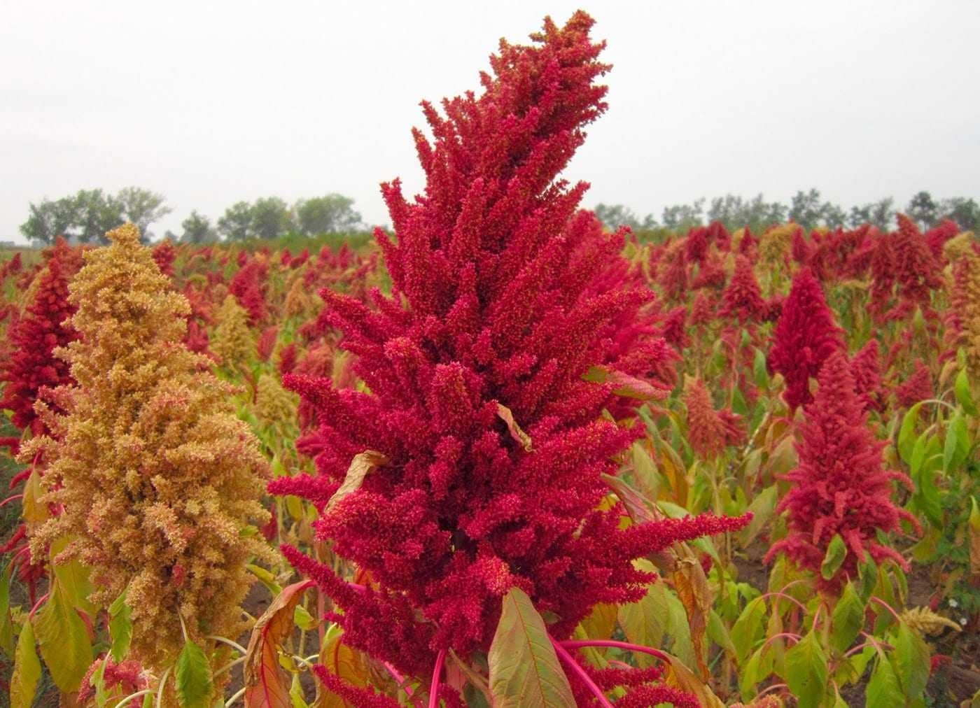 Amaranth: Pflanzen aus der Familie der Fuchsschwanzgewächse