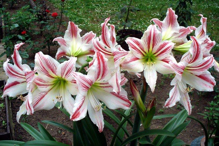 Amaryllis: Pflanzung und Pflege im Freiland