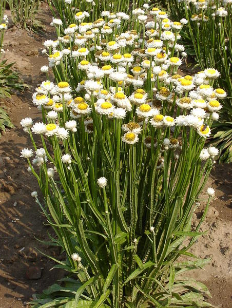 Ammobium – Anzucht aus Samen