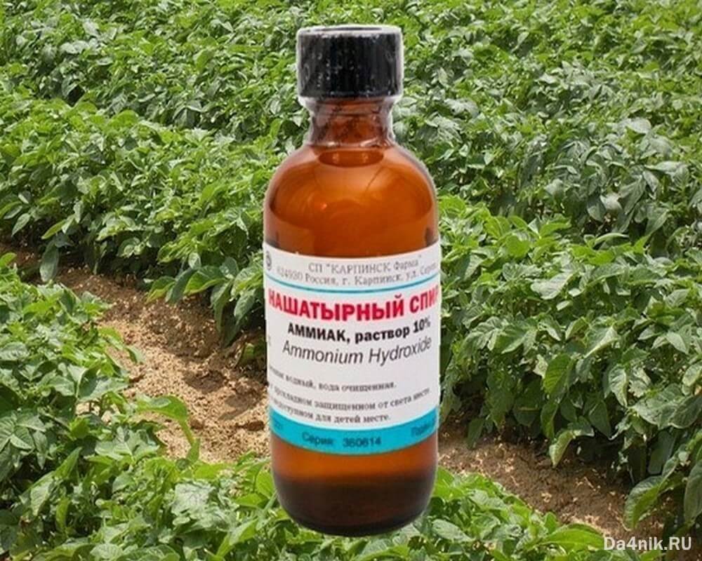 Ammoniaklösung für Pflanzen