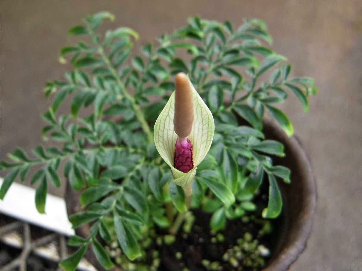 Amorphophallus – Zimmerpflanze