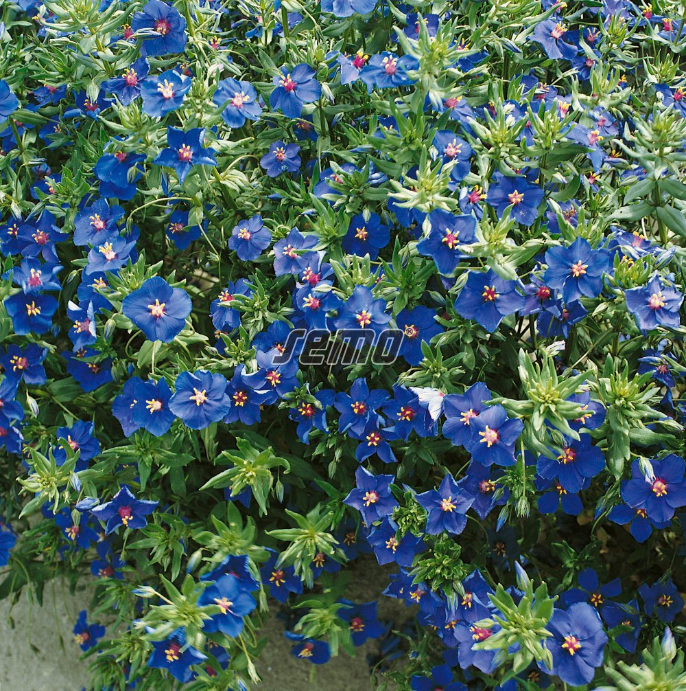 Anagallis grandiflora 'Sineglaska' - Anbau