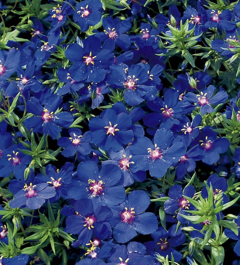 Anagallis – Anzucht aus Samen