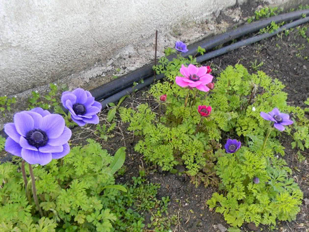 Anemone Blue Shades pflanzen und pflegen