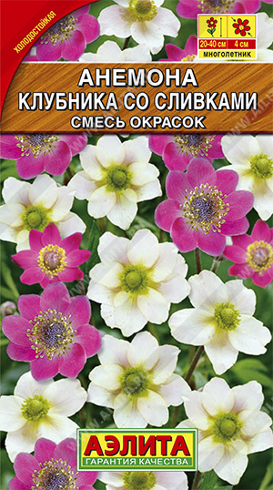 Anemone 'Erdbeere mit Sahne' – Anzucht aus Samen