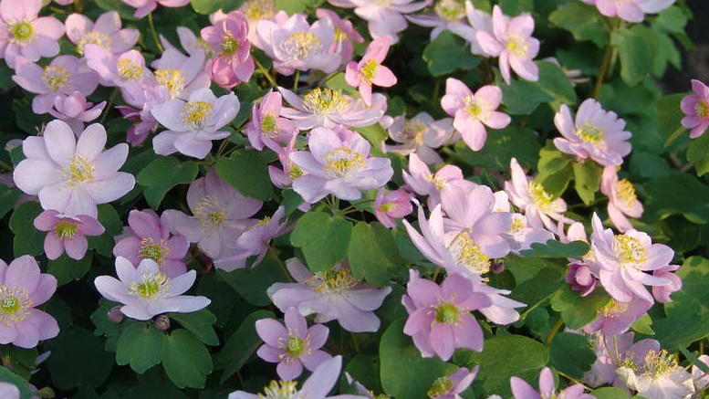 Anemonella: Anbau und Pflege