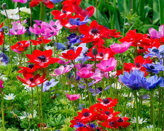 Anemonen: Anbau und Pflege im Freiland
