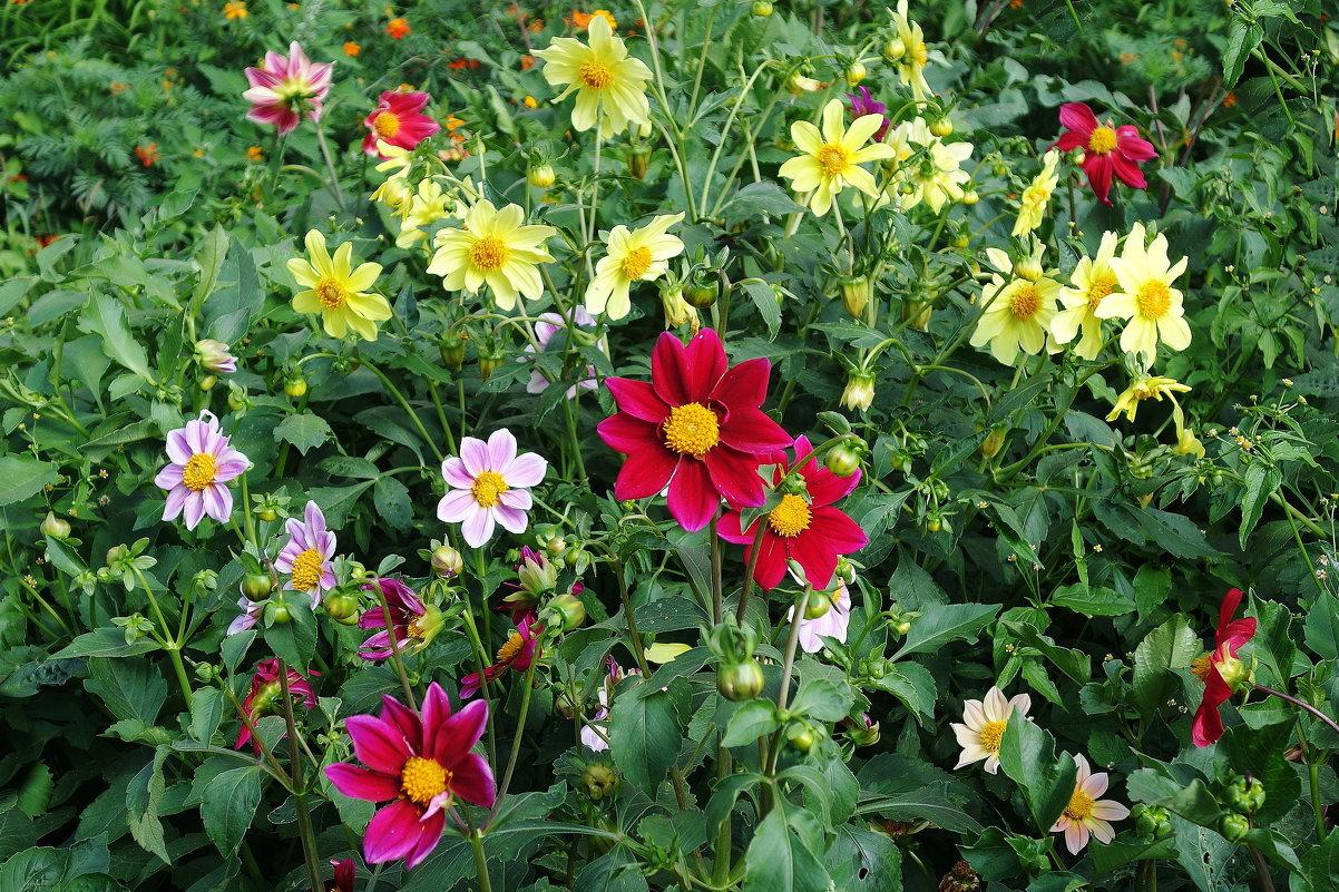 Einjährige Dahlien ‚Fröhliche Kerle‘ – Pflanzung und Pflege