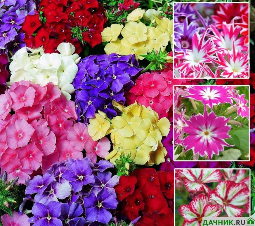 Einjähriger Phlox drummondii: Anzucht aus Samen