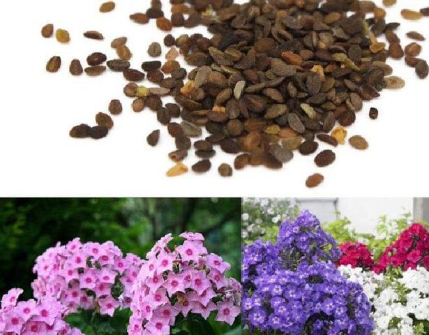 Einjähriger Phlox: Wann pflanzen Sie ihn aus Samen?