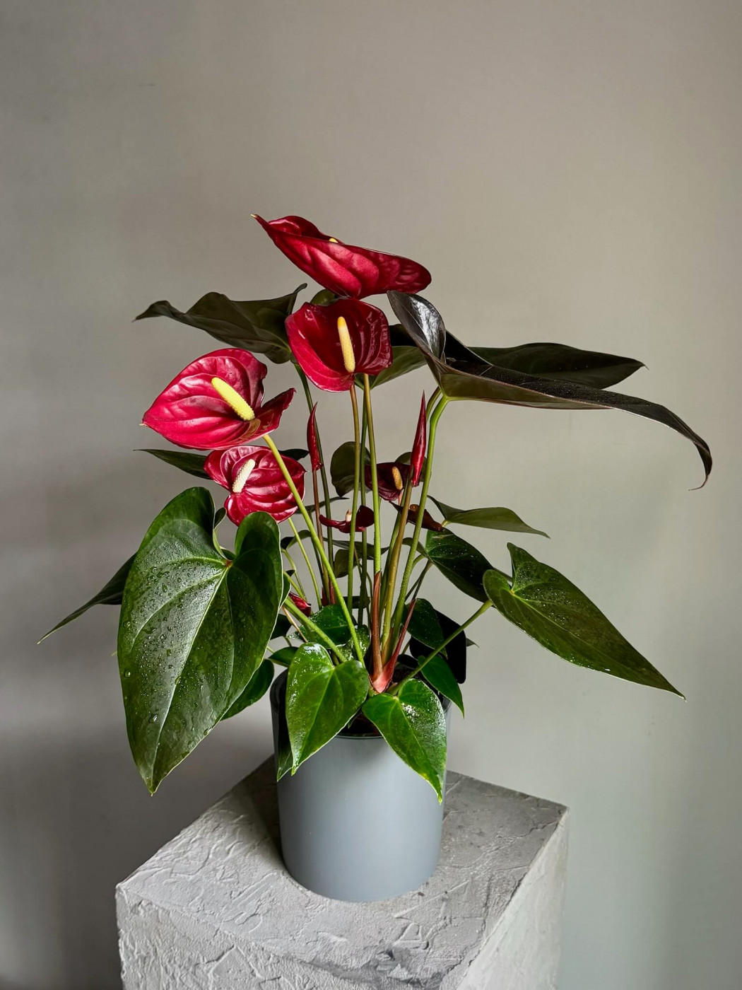 Anthurium Andre Vermehrung