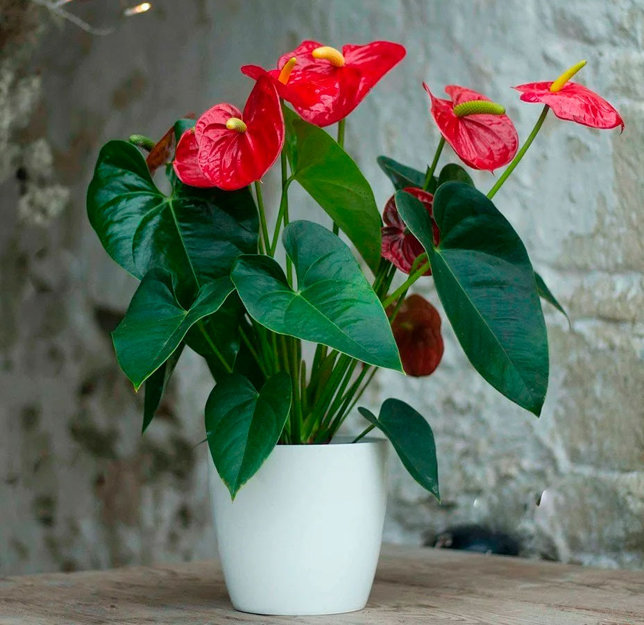 Anthurium: Pflanzung und Pflege im Haus