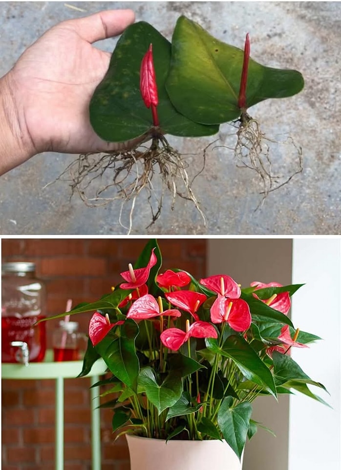 Vermehrung des Anthuriums durch Blatt