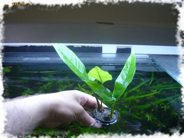 Vermehrung von Anubias im Aquarium