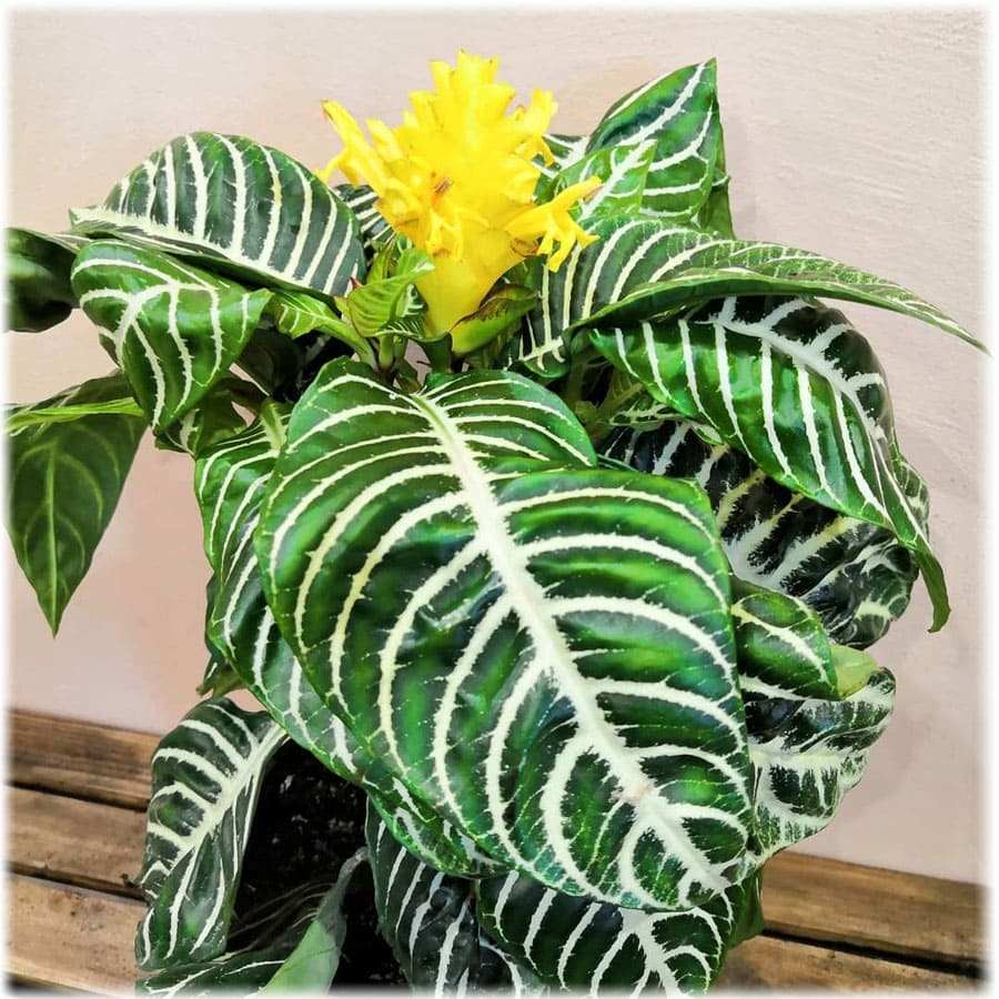 Aphelandra: Vermehrung im Haus