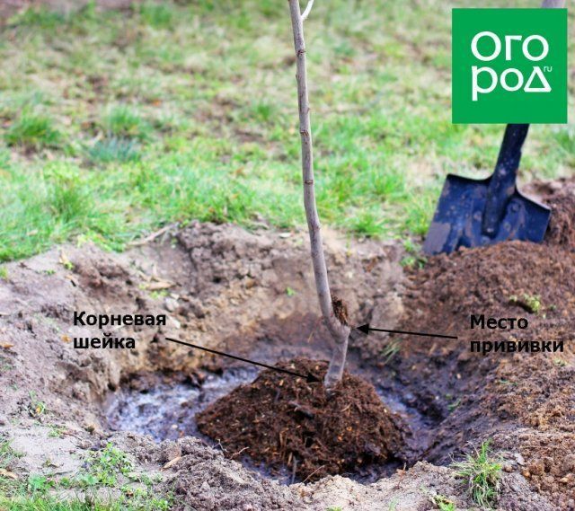 Apfelbaumpflanzung im Herbst: Wann und wie pflanzen?