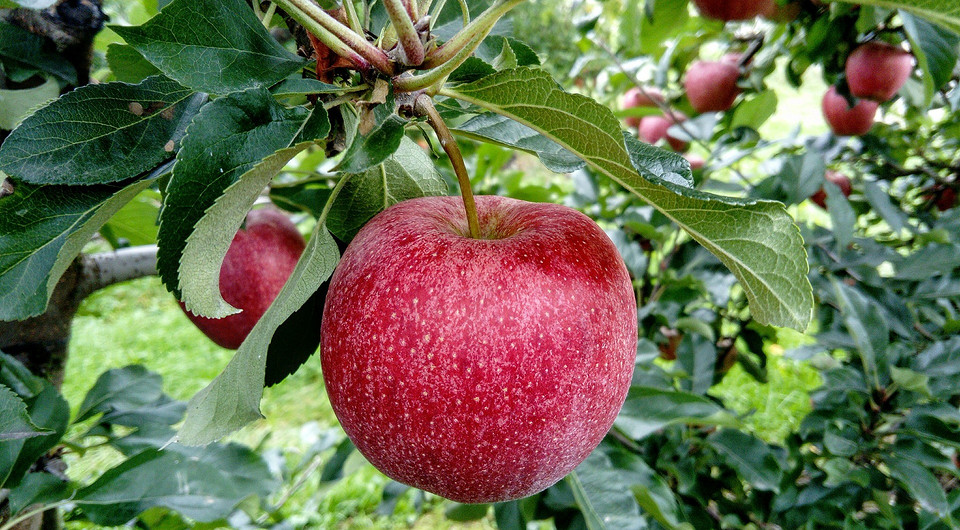 Pflanzung von Apfelbäumen im Herbst mit Setzlingen