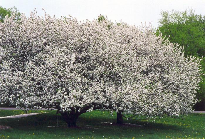 Pflanzung von Apfelbäumen im Frühling in Sibirien