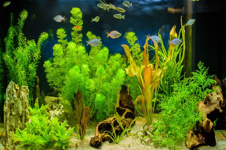 Pflanzen für das Aquarium, die das Wasser reinigen?