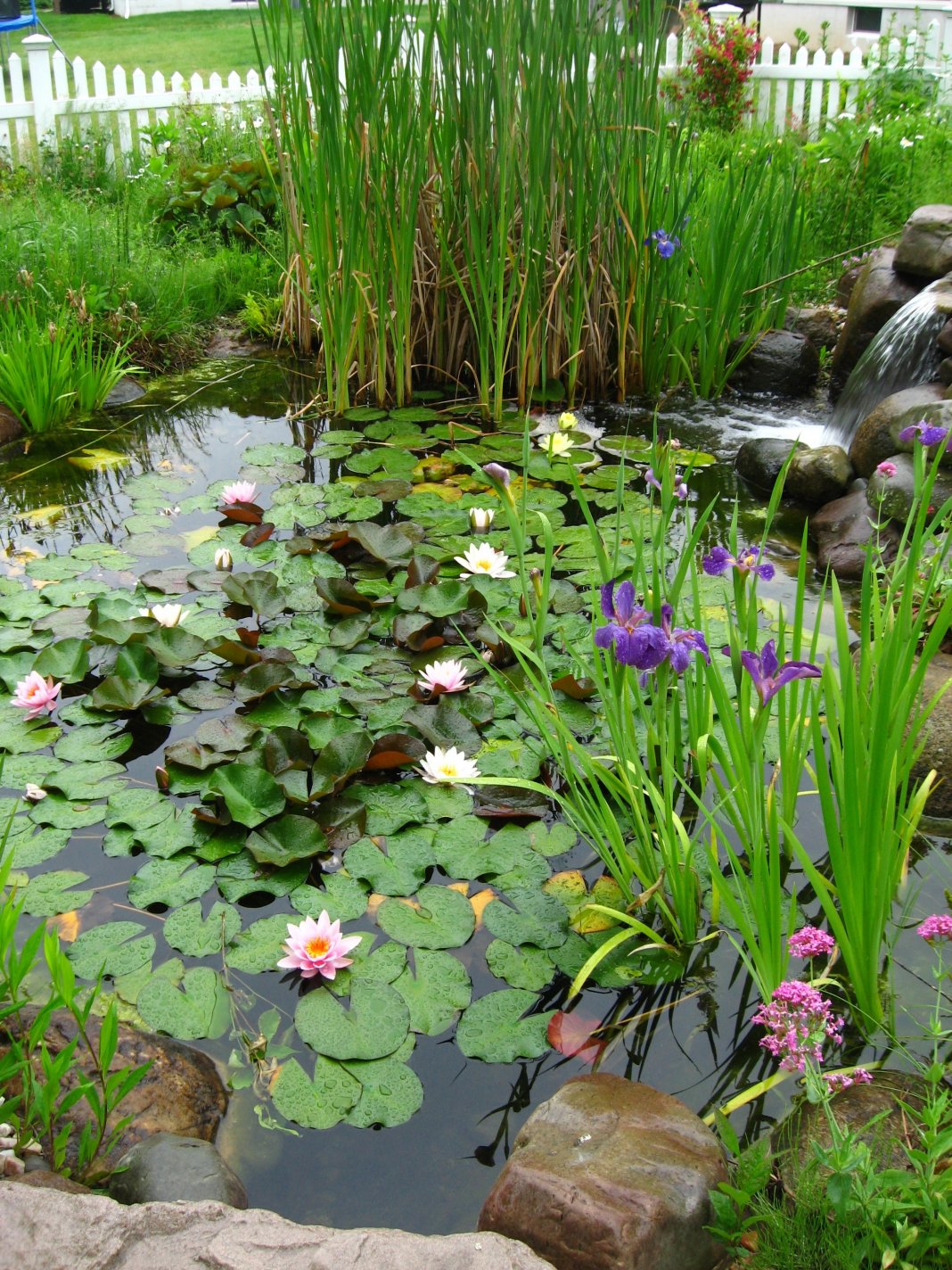 Wasserpflanzen für den Teich