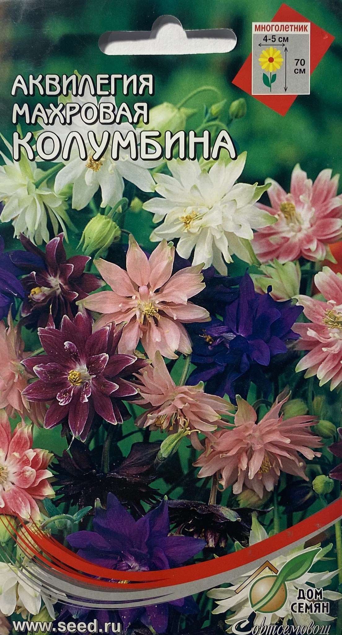 Akelei Columbine: Anbau aus Samen