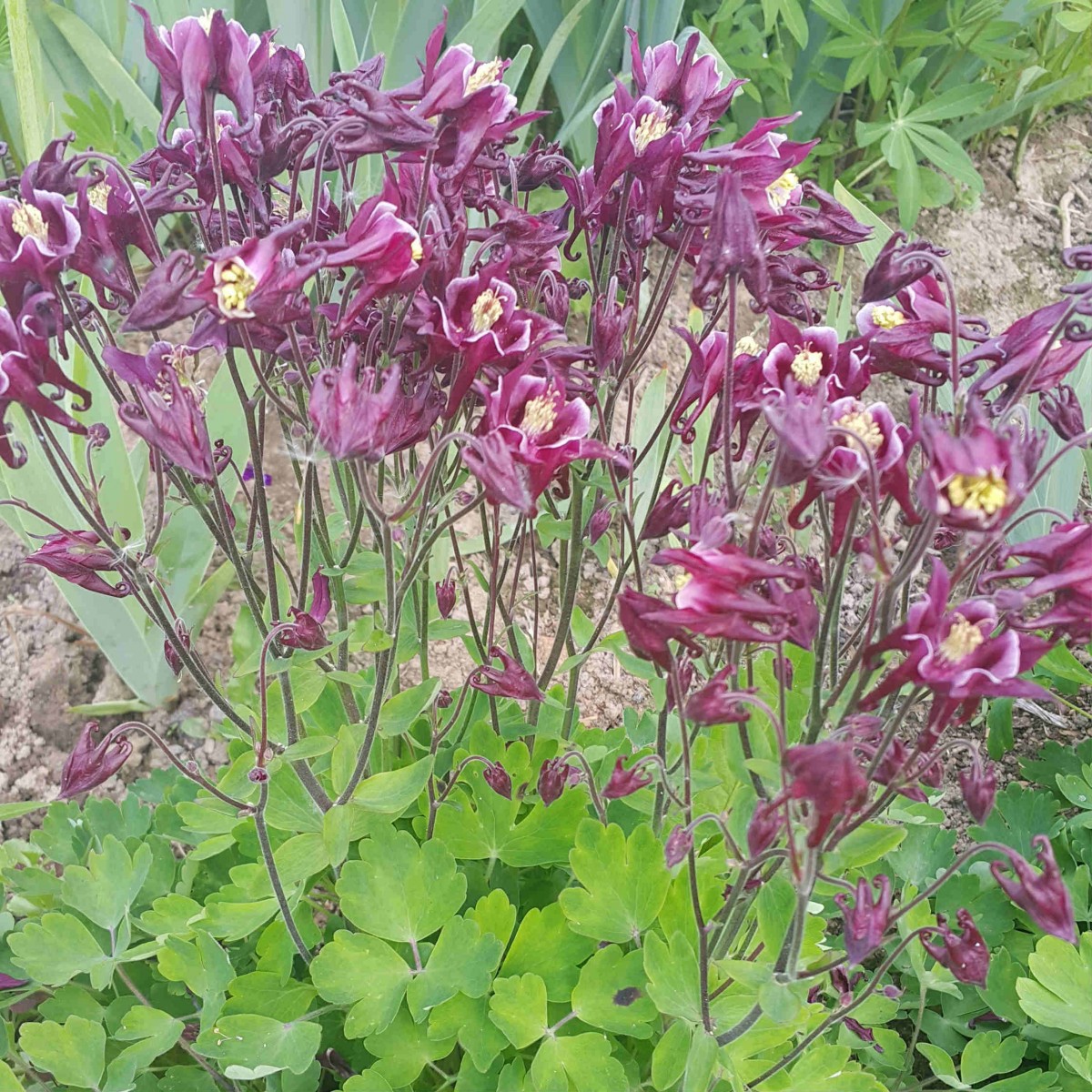 Wann pflanzen Sie Aquilegia aus Samen?