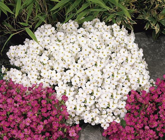 Arabis alpina – Anbau aus Samen