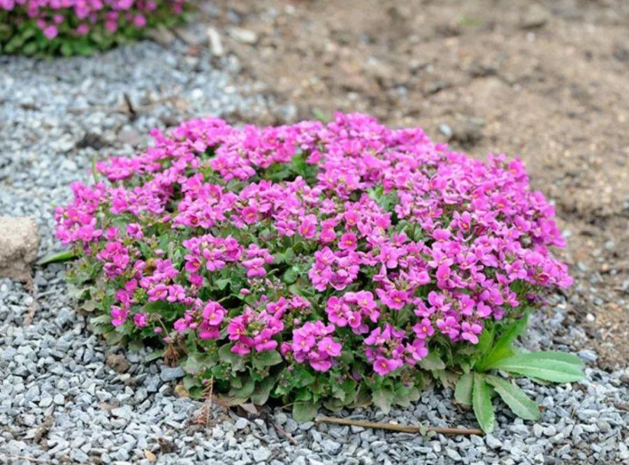 Arabis caucasica: Anbau