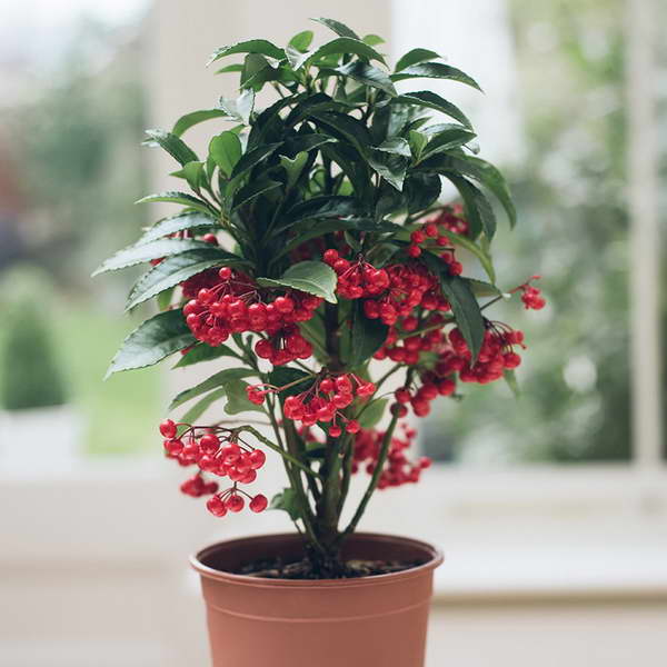 Ardisia crenata: Anzucht aus Samen