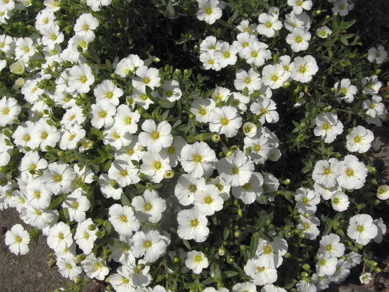 Arenaria montana – Anbau aus Samen