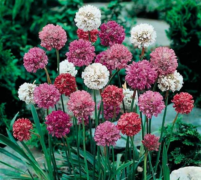 Anbau von schöner Armeria aus Samen