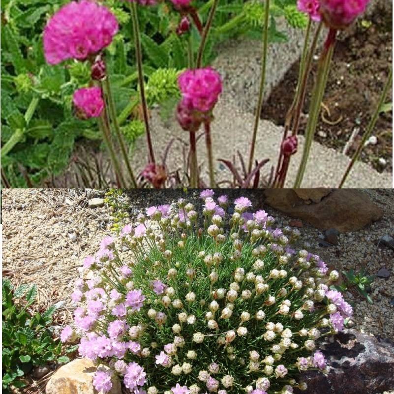 Armeria louisiana: Anbau aus Samen