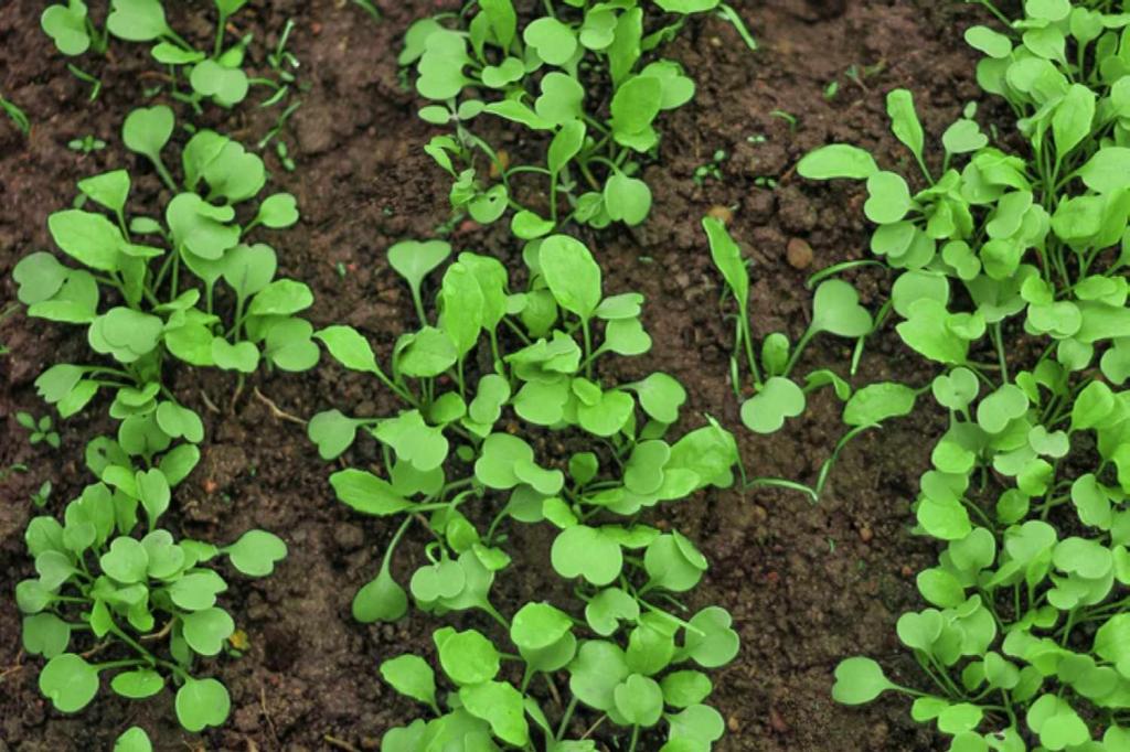 Rucola: Anbau und Pflege im Freiland