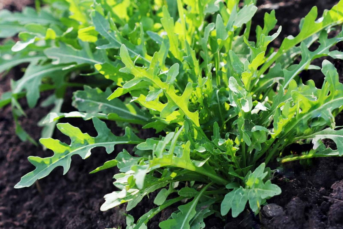 Rucola: Anbau zu Hause