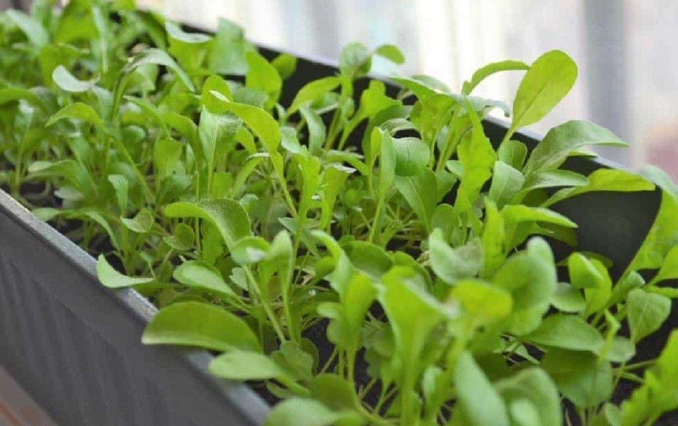 Anbau von Rucola im Winter zu Hause