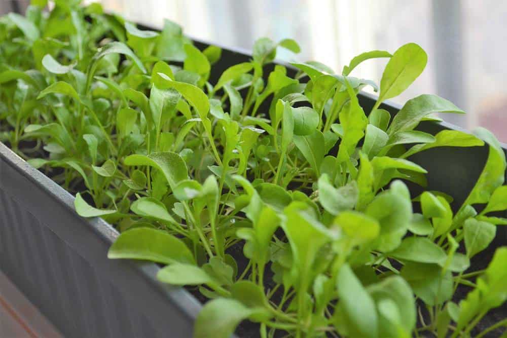 Rucola auf der Fensterbank: Anbau aus Samen