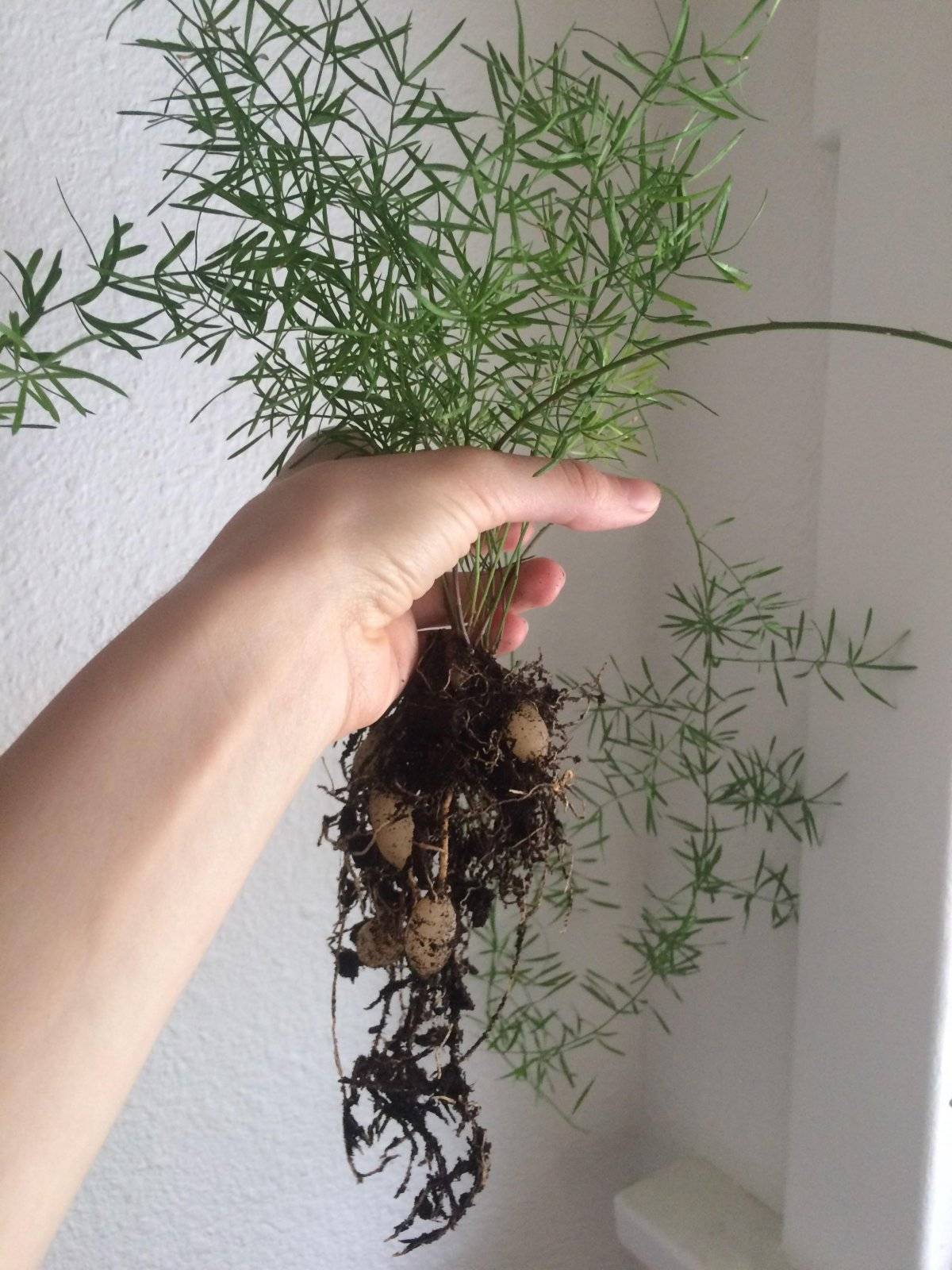 Vermehrung des Asparagus falcatus