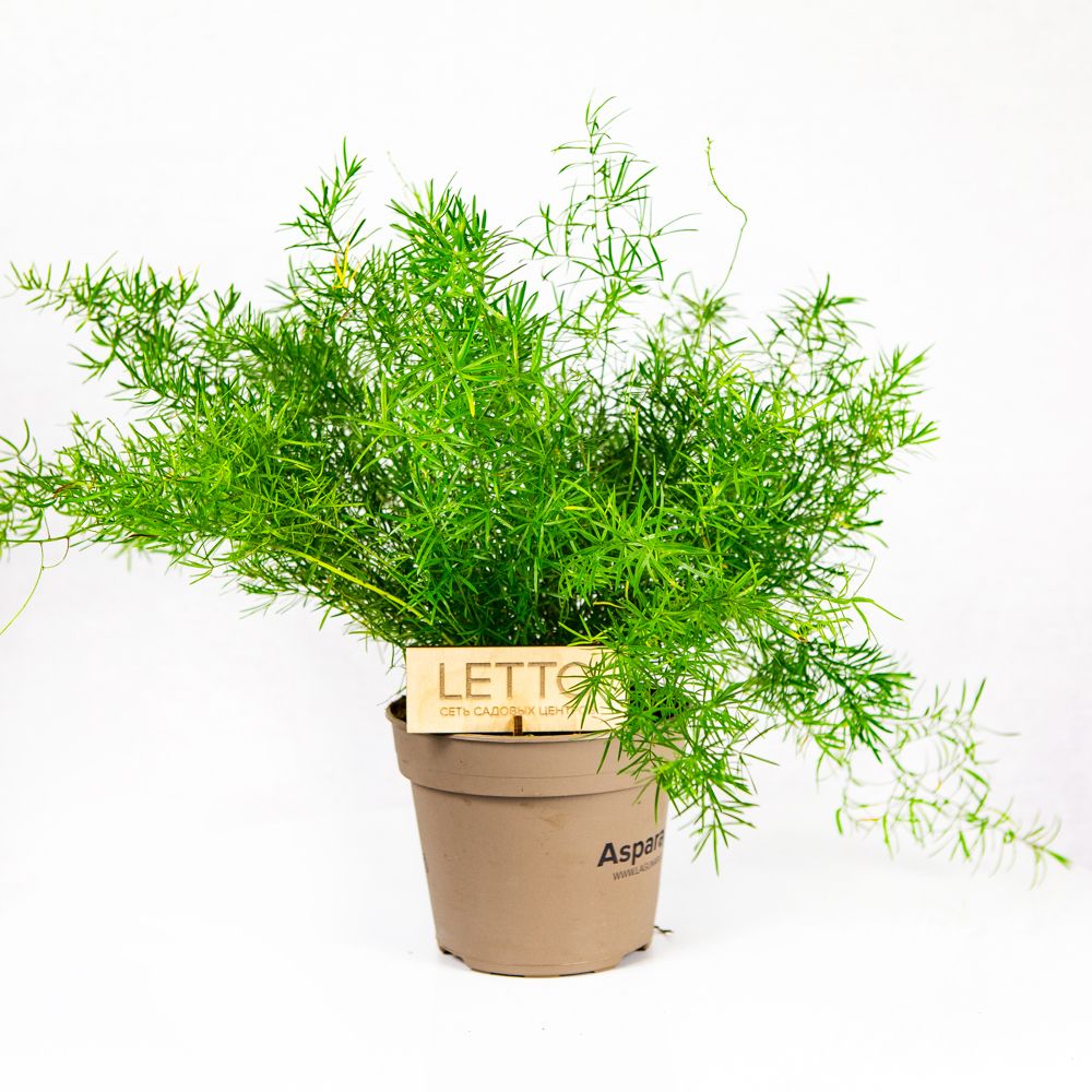 Asparagus (Zimmerpflanze)